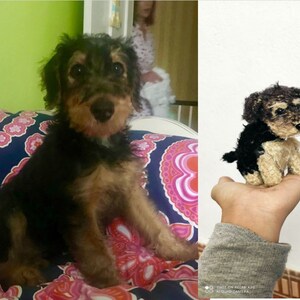 Op de afbeelding: Een zwart-bruine puppy die op een roze-blauw bed met patroon zit. De puppy heeft een zwarte neus en bruine ogen. De puppy kijkt naar de camera.