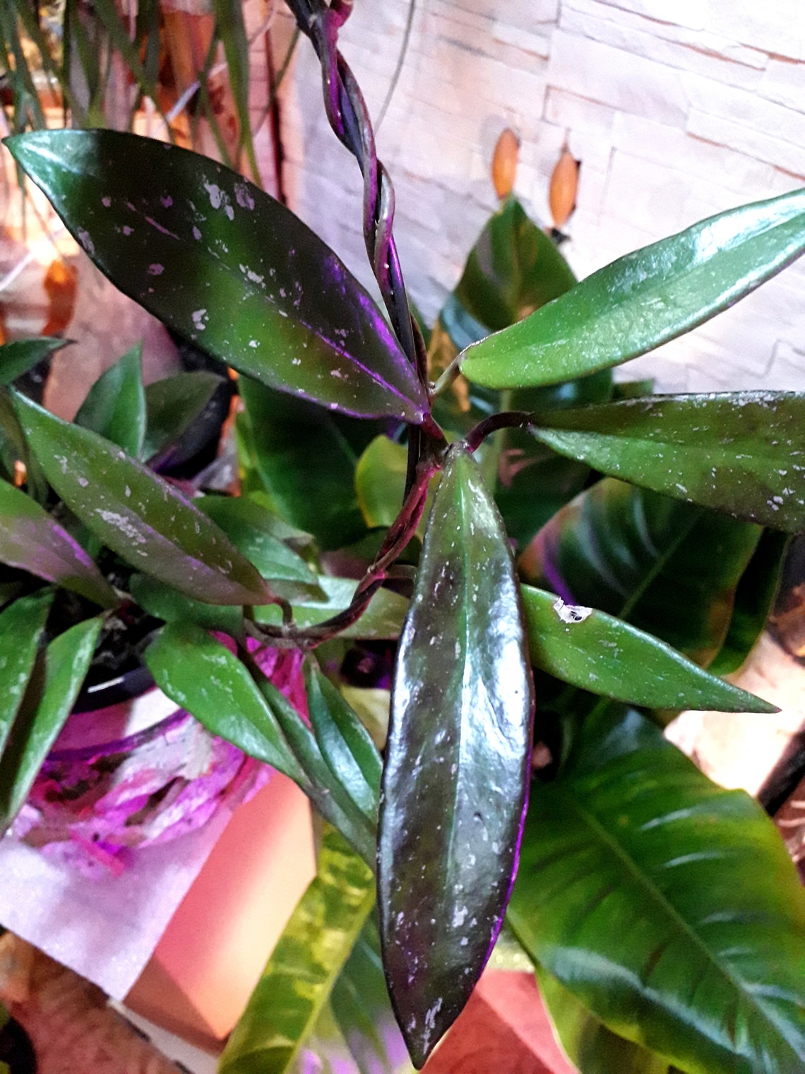 Hoya Publicalyx Black Dragon a dark depth Etsy