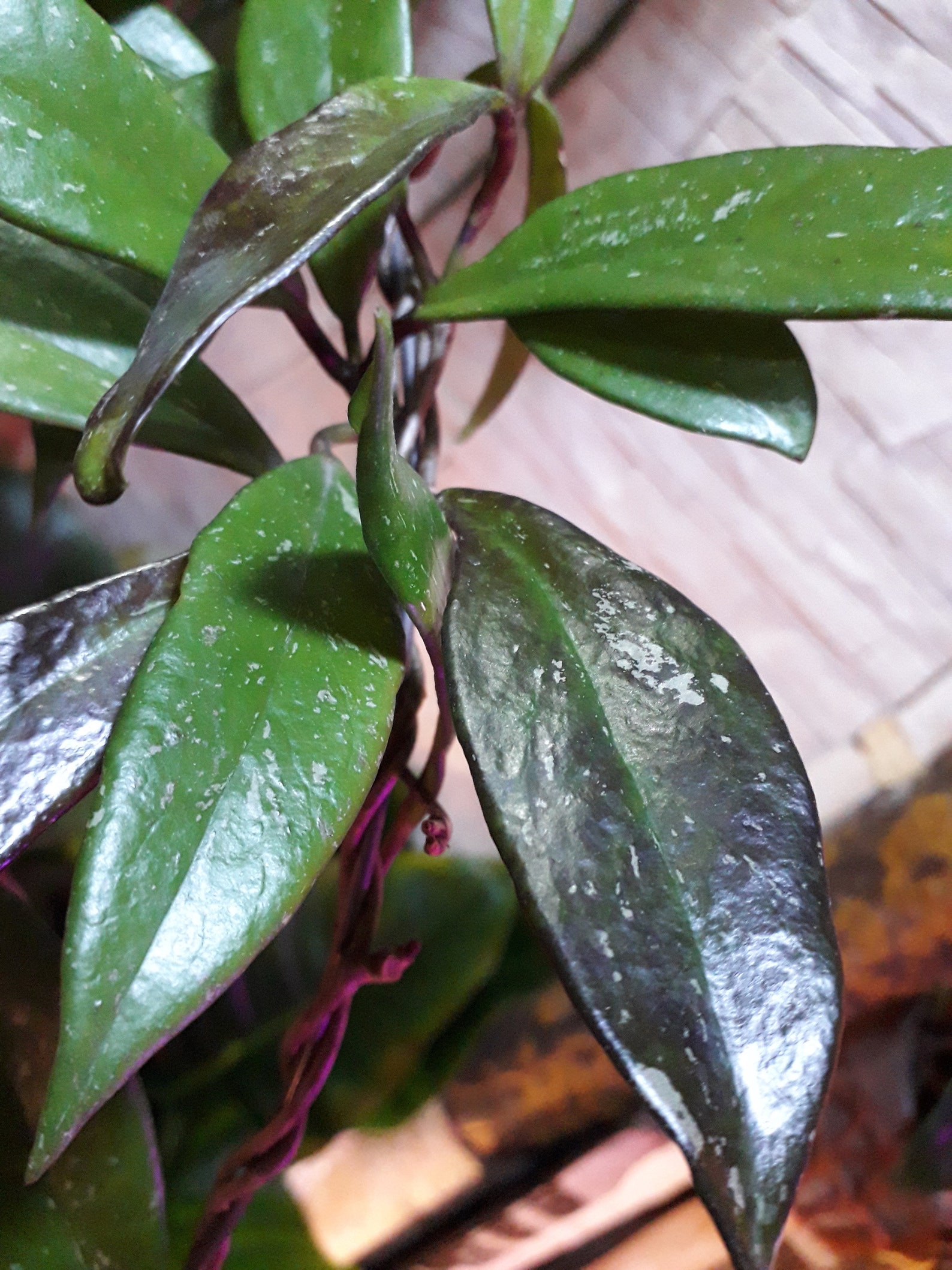 Hoya Publicalyx Black Dragon a dark depth Etsy