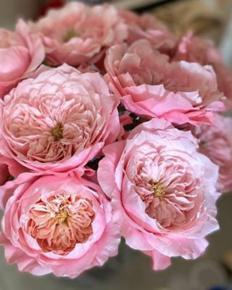Japanese Rare Mikoto美琴 Shrub Rose - Etsy
