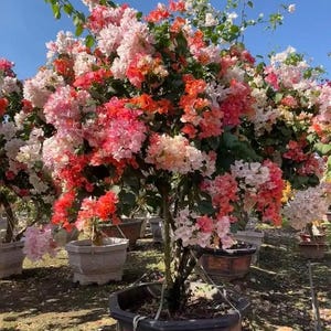 May include: A vibrant bougainvillea tree in a decorative pot, showcasing a profusion of colorful blooms. The flowers display shades of pink, red, orange, and white, creating a striking visual contrast against the green foliage and blue sky.