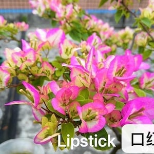 May include: Close-up of vibrant pink bougainvillea flowers with white and yellow accents. The flowers are clustered together on green stems and leaves. The word "Lipstick" is written in white text, and Chinese characters are also present.