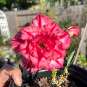 May include: Close-up of a vibrant pink and white flower with multiple petals. The flower is in full bloom, showcasing a striking pattern of pink stripes against a white background. The plant is in a black pot with brown mulch.