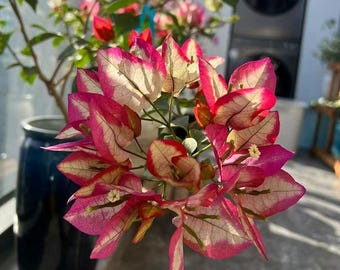 Rare Multi Colors Imperial Delight/ Qingcheng倾城三角梅