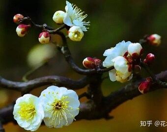 Chinese Longyoumei  Armeniaca mume var. tortuosa Bonsai Tree 龙游梅盆景造型老桩