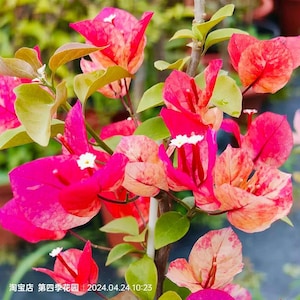 rare multi colored Azhuna  Bougainvillea &#39;Ajuna&#39; 阿朱娜三角梅 Bonsai small  size trunk （10-15 inches tall )