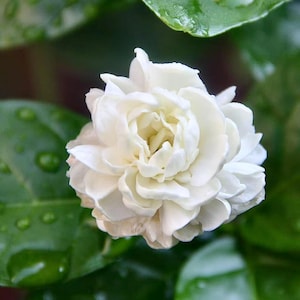 May include: A fully bloomed white jasmine flower with multiple layers of delicate, overlapping petals. The flower is surrounded by vibrant green leaves that are covered in small, clear water droplets, highlighting the texture of the foliage.