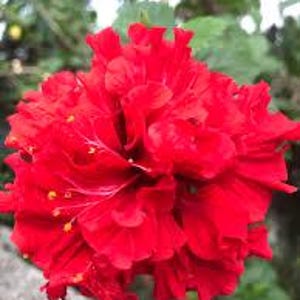 May include: A close-up of a vibrant red hibiscus flower with multiple layers of petals. The flower has a ruffled appearance and prominent yellow stamens. The background is blurred, showing green foliage.