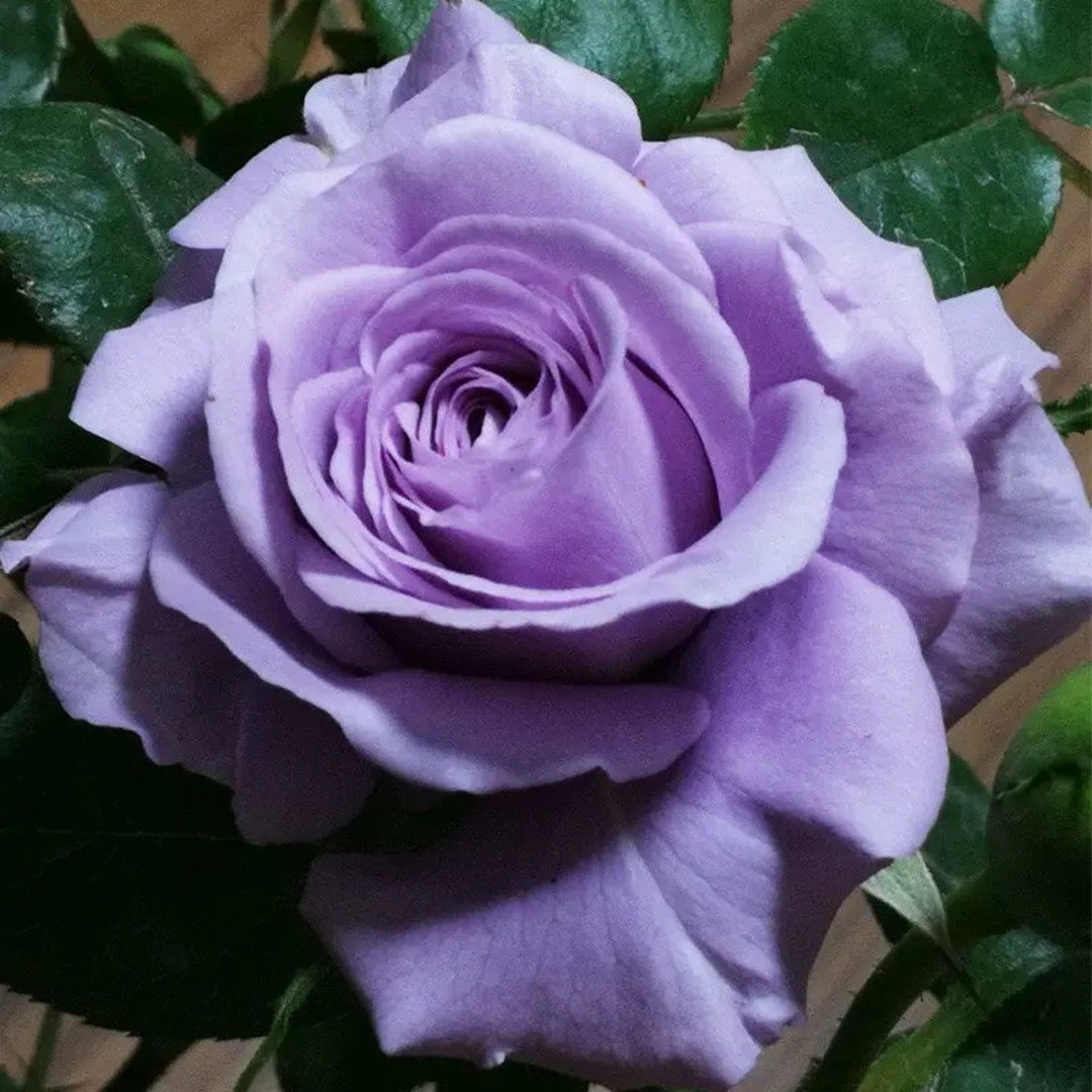 Japan Blue Roses 1-2 Years Old 2gallon Pot Blue Story蓝色物语 Japanese Shrub Rose - Etsy
