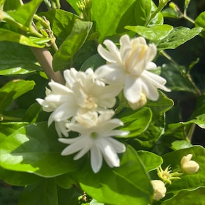 Double petals jasmine  plant in 3 gallons  pot large  size 16-20  in tall 2-3 years old