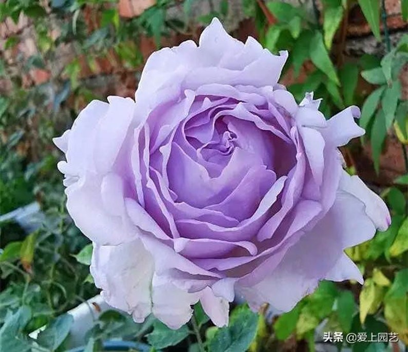 Japanese Rare Lucifer路西法 Shrub Rose Etsy