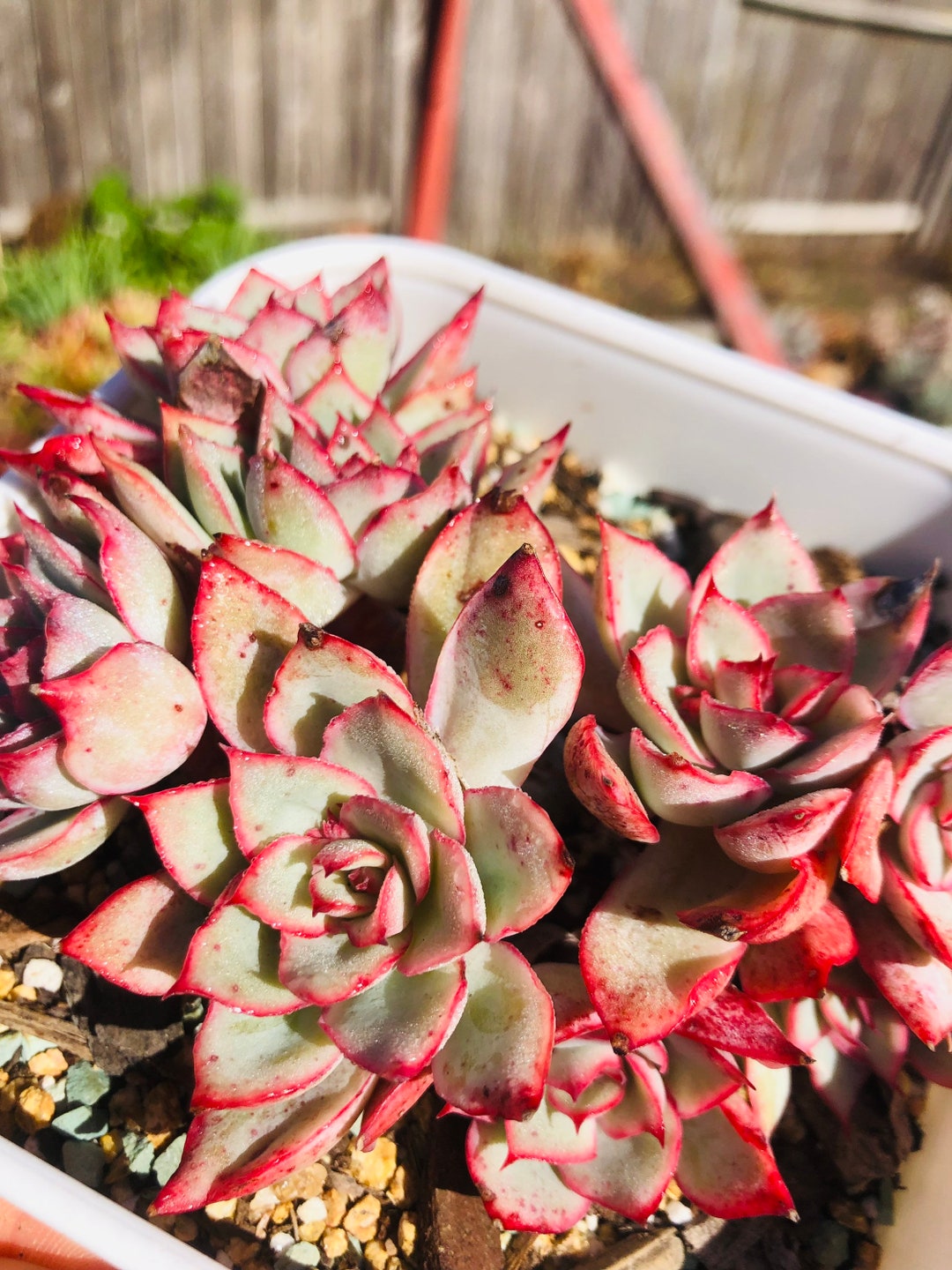 Korea Import Rare Echeveria Echeveria Moon Gad Varnish Cluster Etsy