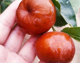 Very sweet and crunchy Pantao jujube tree 3-4 years old new in USA 大蟠枣树苗（Grafted)