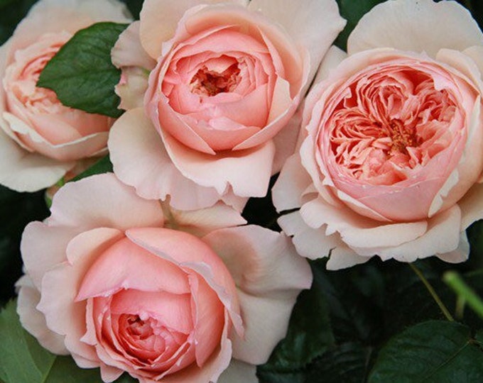 Japanese Beautiful Masora真宙 Shrub Rose reserve Now Available - Etsy