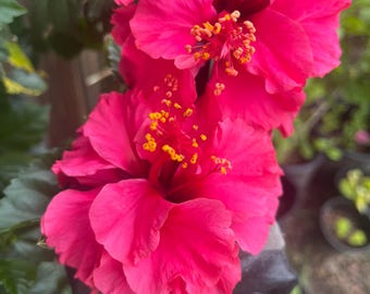 Beautiful own root  tree stump big size Double Petals hot pink Hibiscus In 3 Gallons Pot 30-35 in tall