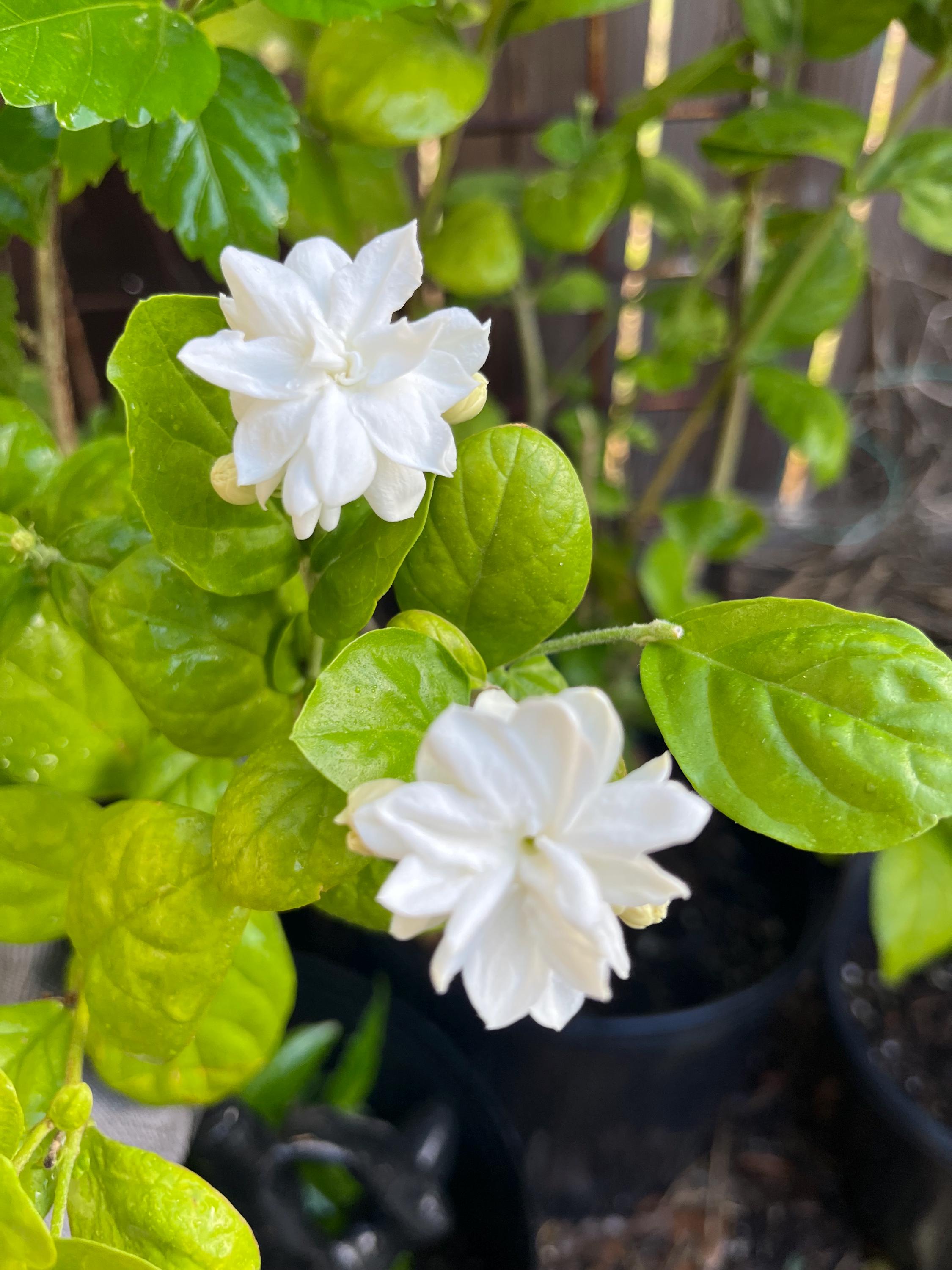 Double Petals Jasmine Plant in 3 Gallons Pot Medium Size 20-24 in Tall ...