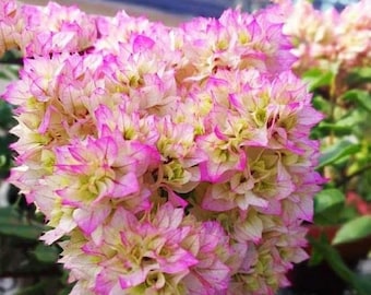 3pc fresh cuttings Beautiful pink/white  colors with double petals bougainvillea( only cuttings without root)