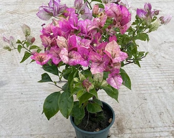 3 pc fresh cutting Beautiful single petals King bougainvillea (4inches each pc without root)