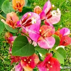 Rare multi colors Fenghuang  Phoenix 凤凰三角梅bougainvillea Bonsai medium size trunk （10-15inches tall bare root )