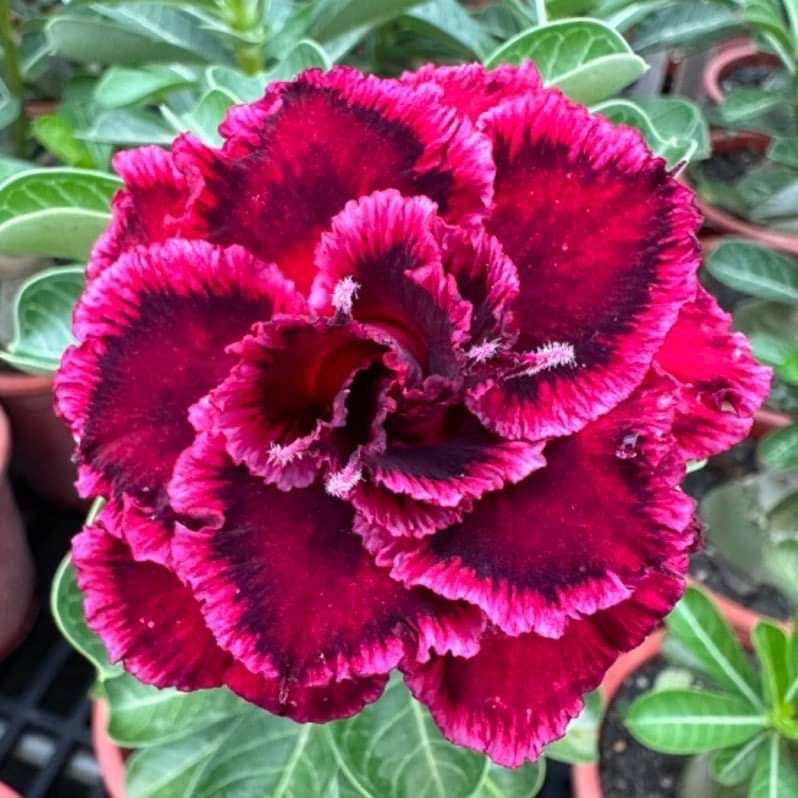 Beautiful Double Petals 3-4years old desert rose in 1gallon pot