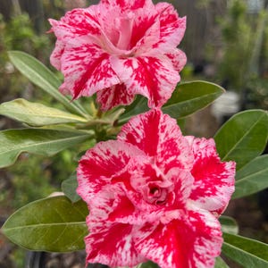 Beautiful Double Petals 2-3 years old desert rose in 1gallon pot5-6 in tall small