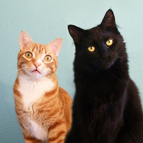 ColeAndMarmalade