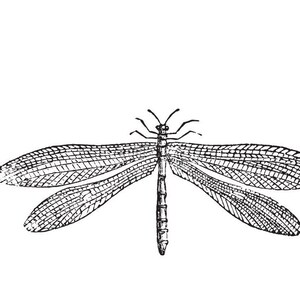 May include: A black and white line drawing of an insect with large wings. The insect is a lacewing, a type of insect that is known for its delicate wings.