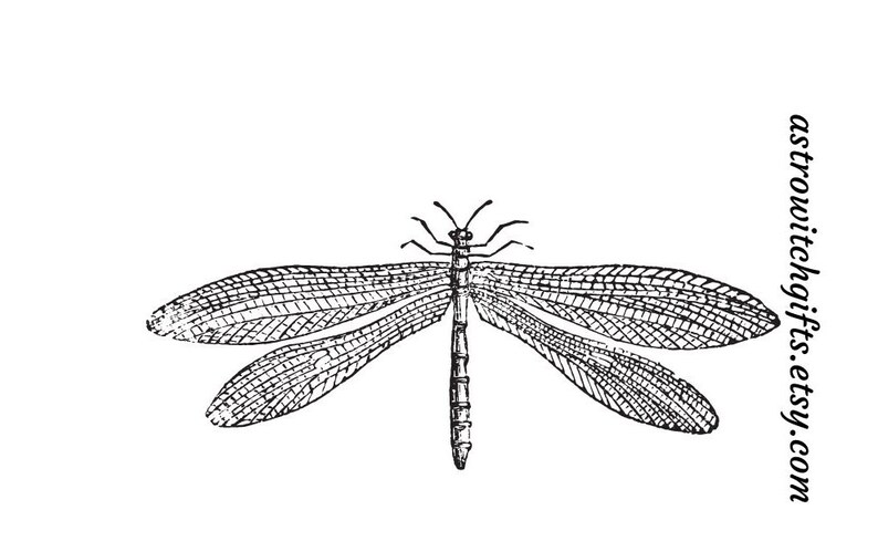 May include: A black and white line drawing of an insect with large wings. The insect is a lacewing, a type of insect that is known for its delicate wings.