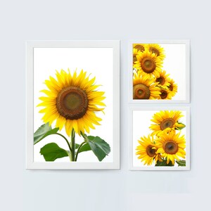 Sonnenblume Print Set, Blumendrucke Set, Poster, Wandkunst, Wohnkultur, Sofort Download, Kunstdrucke, Digitaler Download, Printable