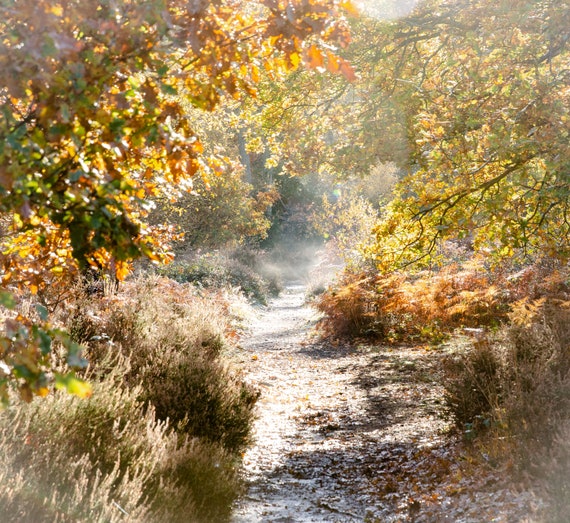 SUNNY FOREST TRAIL Nature Print Tree Poster Color Etsy
