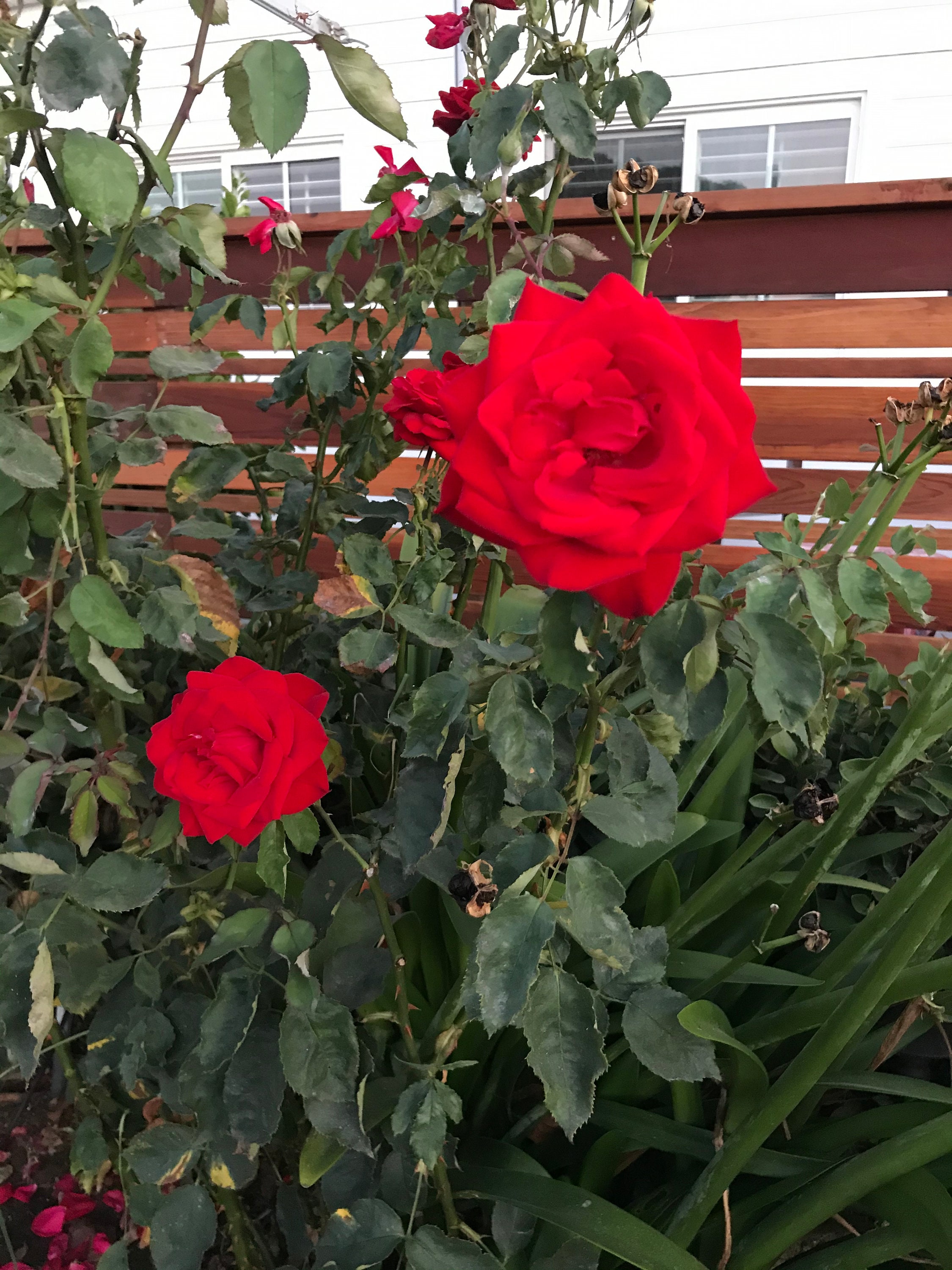 Roses rouges, roses rouges