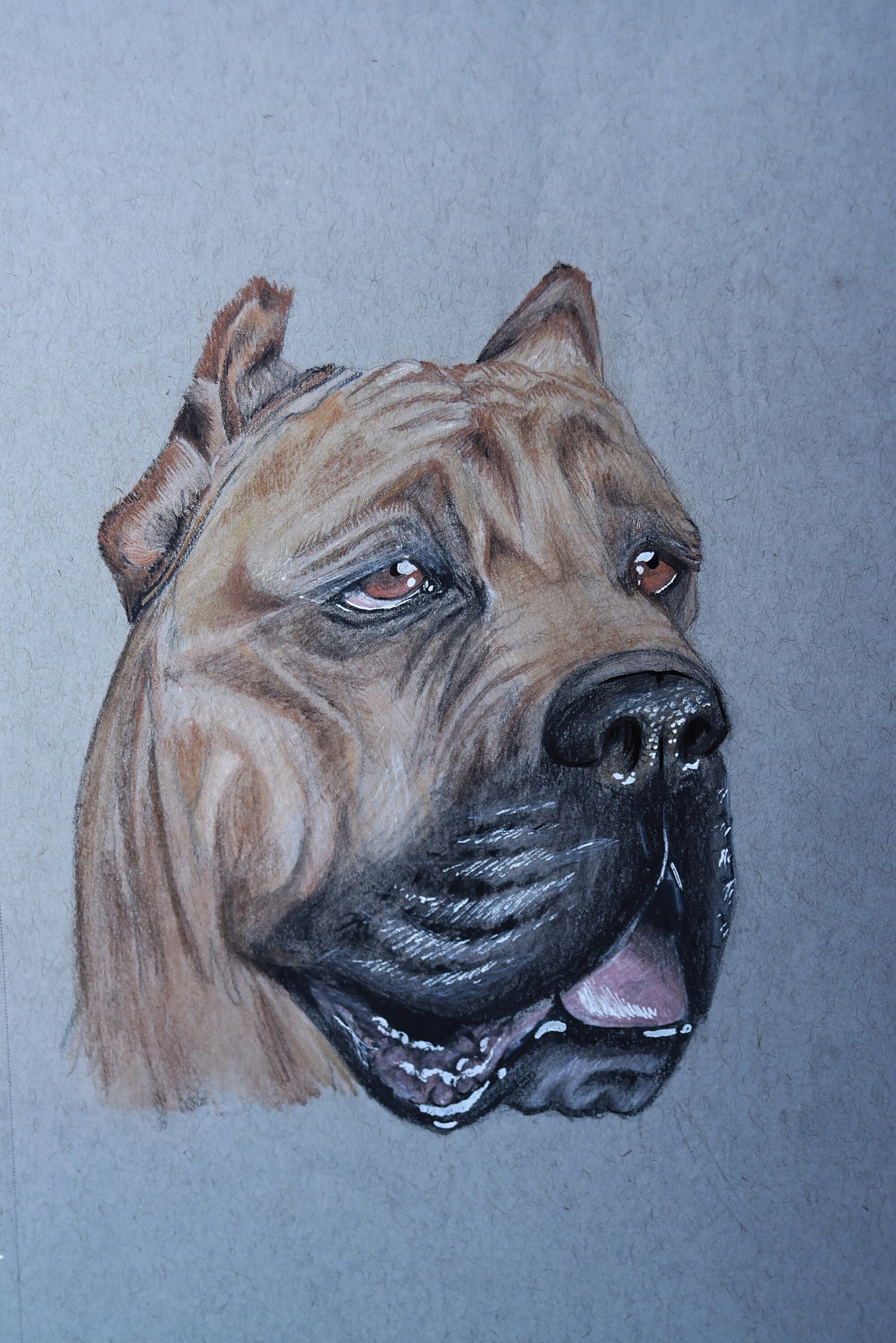 Great Dane Original Colored Charcoal Drawing Etsy