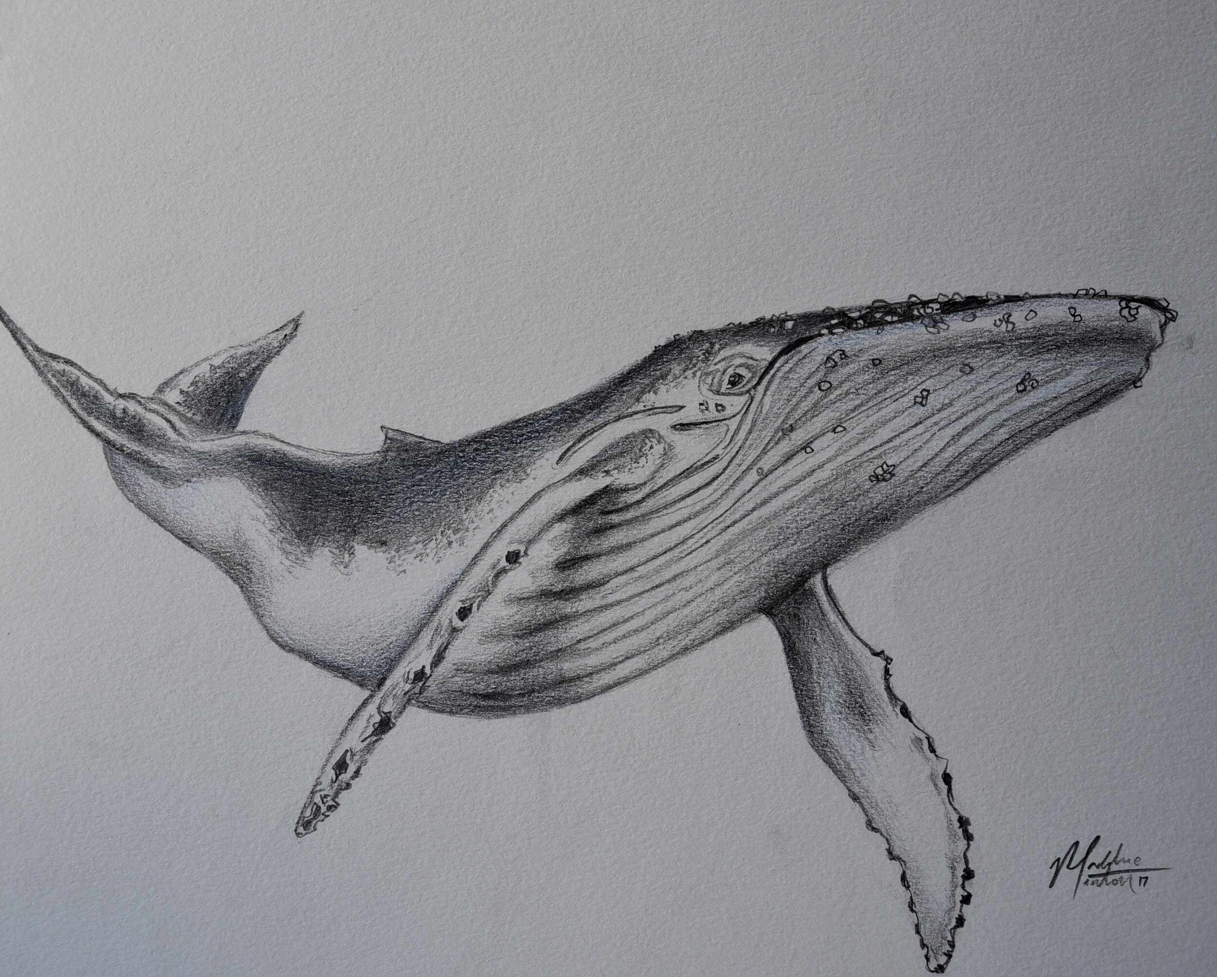 Compartir 66+ ballena jorobada dibujos muy caliente - vietkidsiq.edu.vn