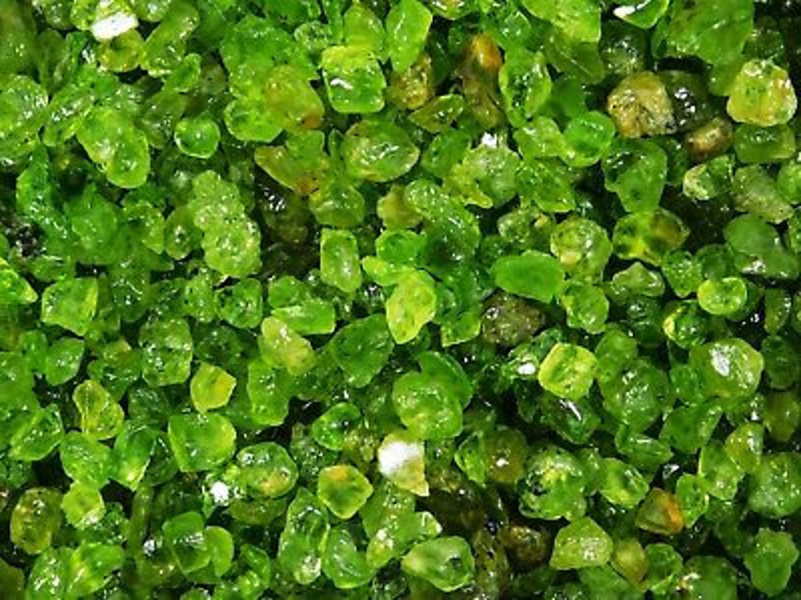 AAA Quality Natural Peridot Rough Gemstone, 510 MM Bright Green
