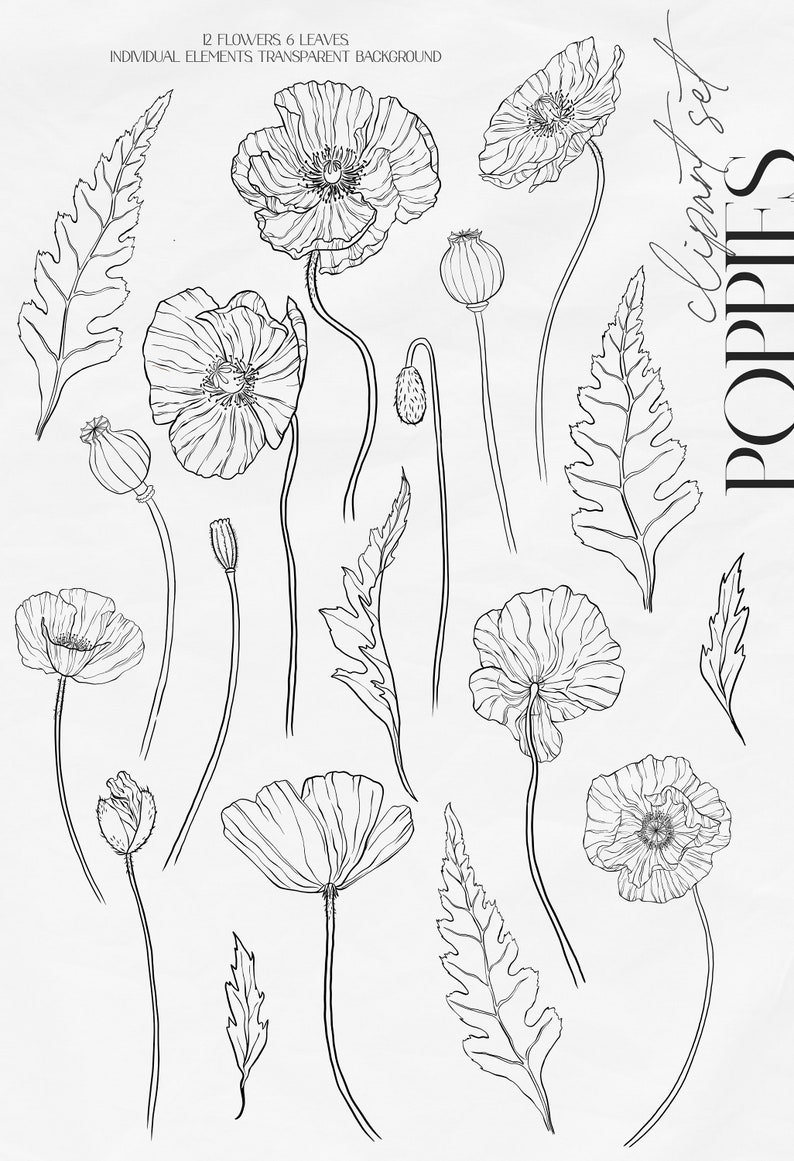 Line Poppy Clipart PNG Wildflowers Clipart SVG Wildflower SVG Files for ...