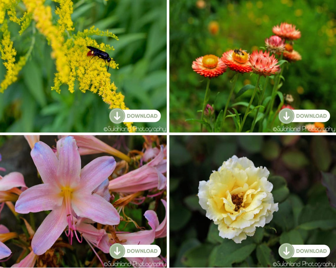 Orchids Calendar 2024-2025: A 24-Month For Jan 2024 To December 2025