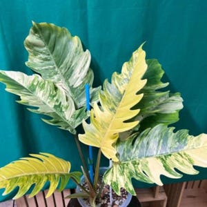 Philodendron, Karamelmarmor, veränderte verwurzelte Schneidknoten für den Garten