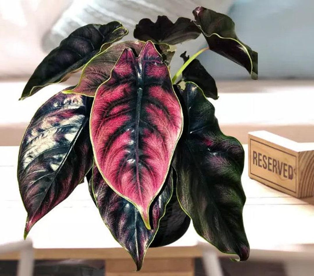 Bulbes de mambo rose Alocasia Azlanii avec certificat phytosanitaire ...