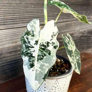 Alocasia - Etsy 日本