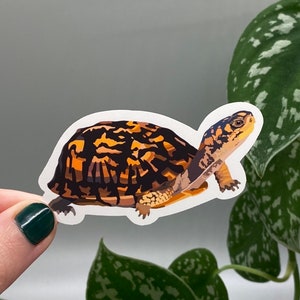 Common Box Turtle Sticker - Cute Reptile Stickers - Exotic Pets - Reptile Lover - American Turtles Terrapene Carolina - Ornate Shell - Matte