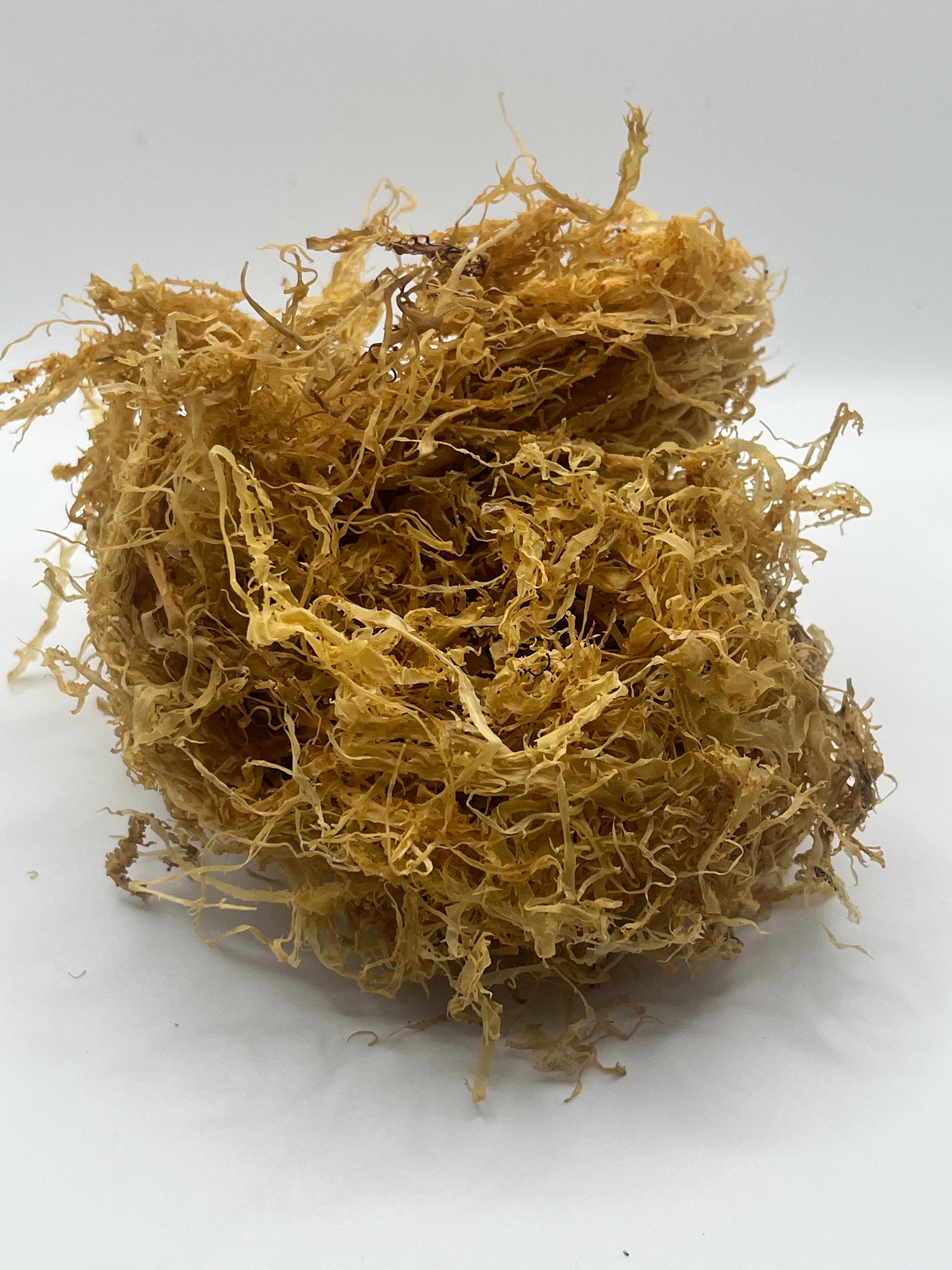 Gold Gracilaria Sea Moss Thin Dr. Sebi Sea Moss Raw Sun Dried Make Your Own Sea Moss Gel Rock Still Attached Deep Dive St. Lucia