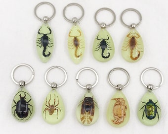 Resin Real Bugs, Beetles, Scorpion spider Keychain Grows in the dark