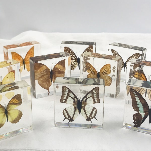 Butterfly in Resin,Blue Yellow Orange Butterfly Display and paper weight, 12 styles to pick from.