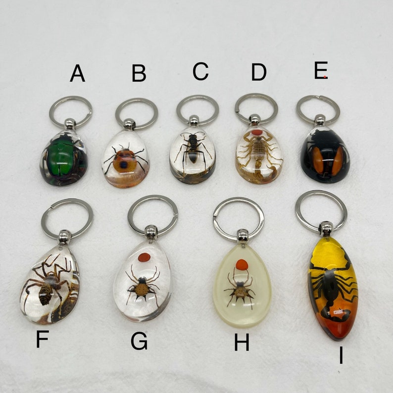 Resin Real Bugs Beetles Scorpion Spider Keychain Etsy