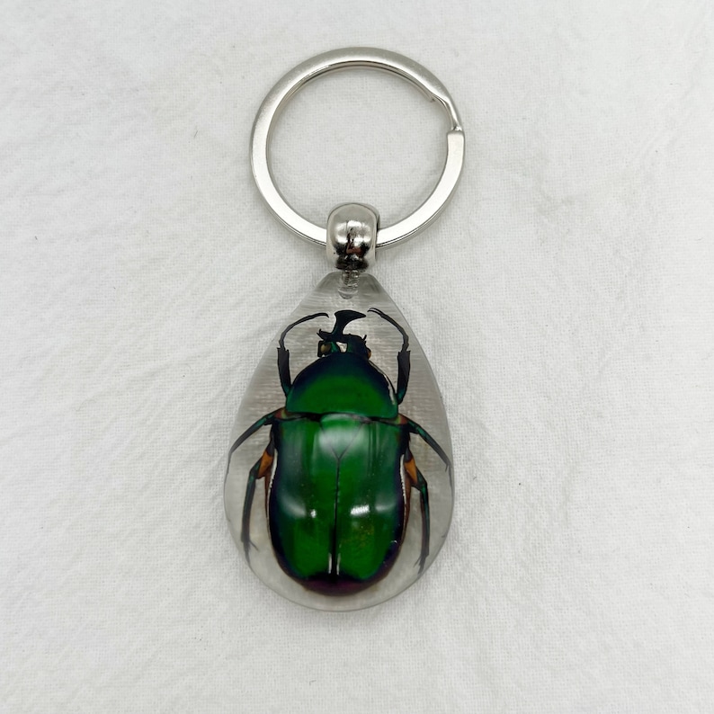 Resin Real Bugs Beetles Scorpion Spider Keychain Etsy UK