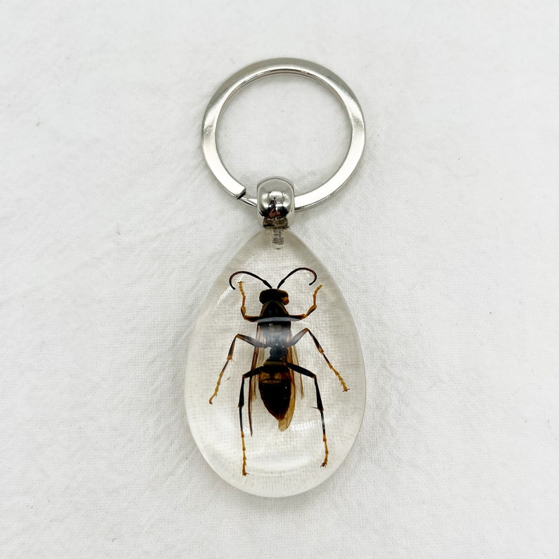 Resin Real Bugs Beetles Scorpion Spider Keychain Etsy UK