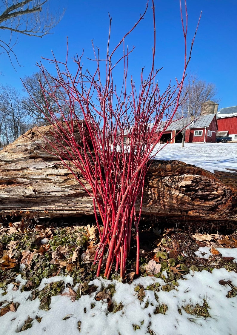 Red Dogwood/willow Cuttings for Planting or Crafts Etsy