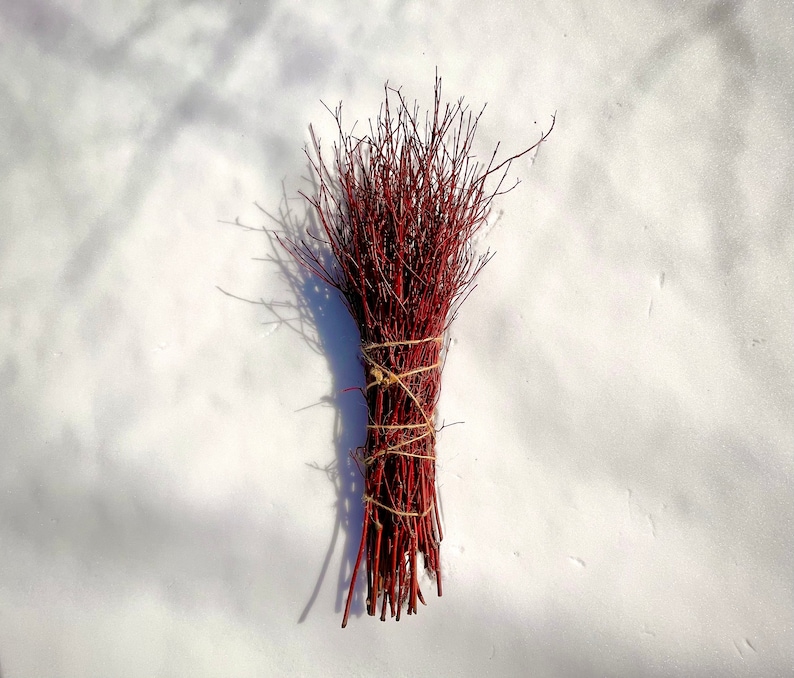 Large Bundle Red Dogwood/willow Cuttings Etsy