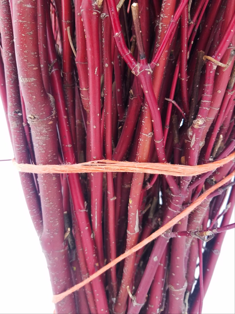 Red Osier Dogwood BULK BUNDLE 50 Branches Etsy