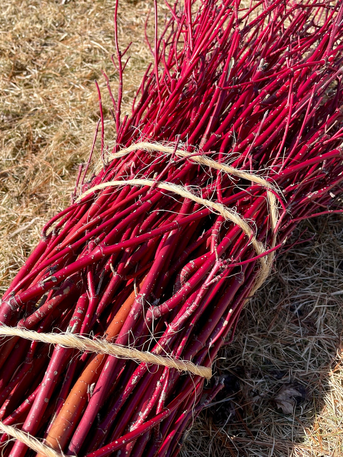 Large Bundle Red Dogwood/willow Cuttings Etsy